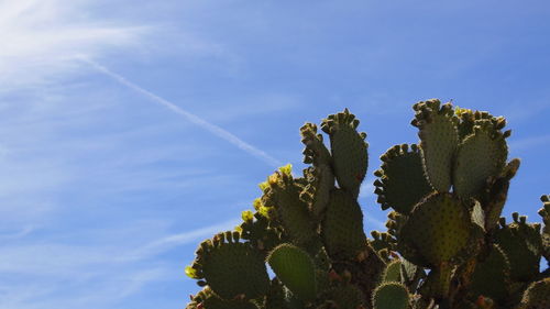Low angle view of cactus plant against sky
