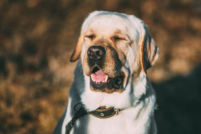 Close-up of a dog looking away