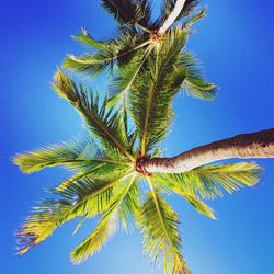 Low angle view of palm trees against clear blue sky