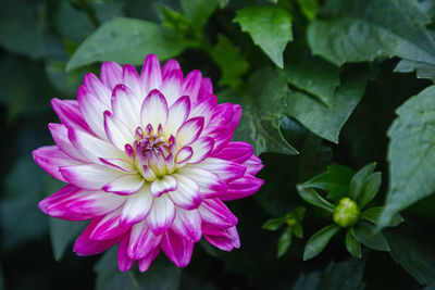 Close-up of pink flowering plant