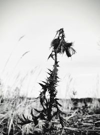 Close-up of wilted plant on field against sky