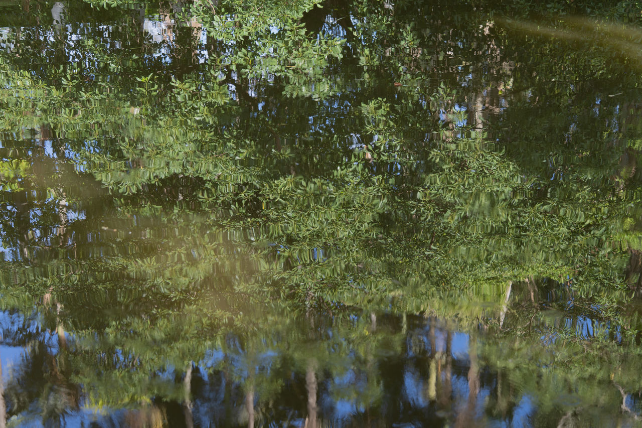 reflection, water, plant, tree, lake, nature, growth, beauty in nature, leaf, wetland, woodland, no people, day, swamp, waterfront, green, tranquility, natural environment, flower, sunlight, forest, autumn, outdoors, branch, scenics - nature