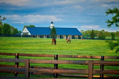 Horses on field against sky