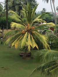 Close-up of palm tree