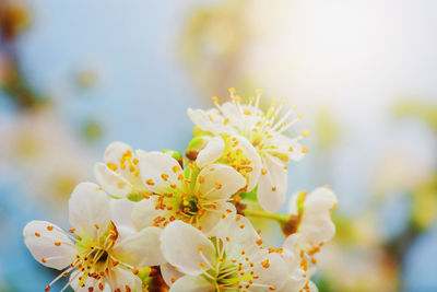 Close-up of white flowers