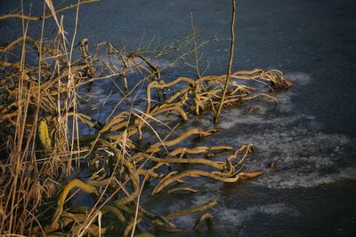 Close-up of plants in water