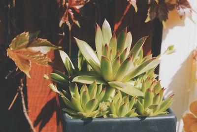 Close-up of succulent plants in back yard