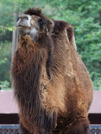 Close-up of camel looking away