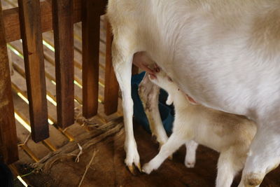 Close-up of a baby goat feed