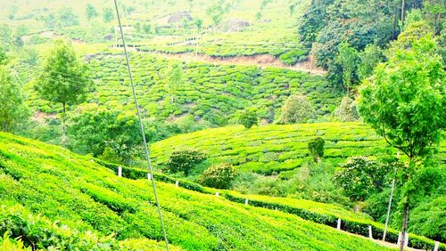 Scenic view of agricultural field