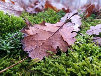 Close-up of autumn leaves