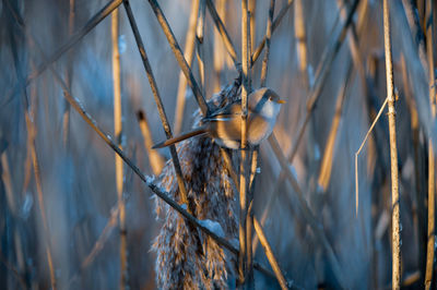 Close-up of bird perching on twig