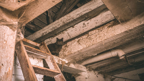 Low angle portrait of cat sitting at abandoned home