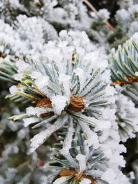 Close-up of frozen plant on snowy field