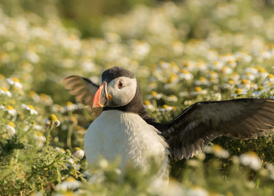 Close-up of a puffin in a field