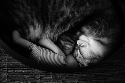 Close-up of cat