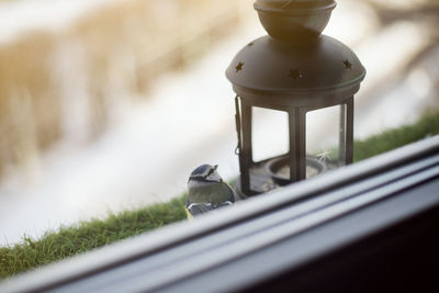 Close-up of bird perching on window