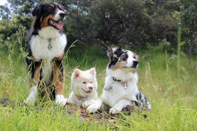 View of dogs running on grass