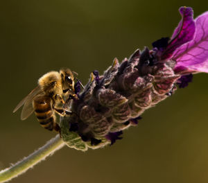 Close-up of bee pollinating on flower