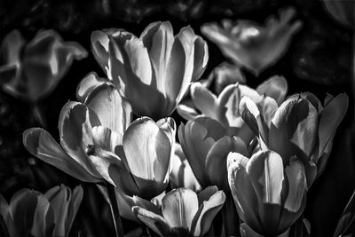 Close-up of tulips