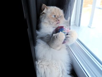 Cat sitting on window sill at home