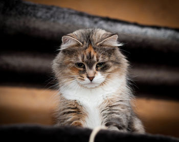 Big ginger cat happy pet life siberian cat fluffy kitty bokeh lazy animal 