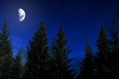 Fir forest at night with moon