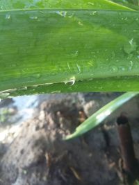 Close-up of water drops on leaf