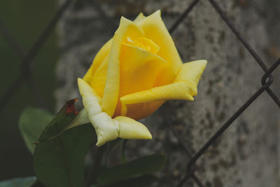 Close-up of yellow flowering plant