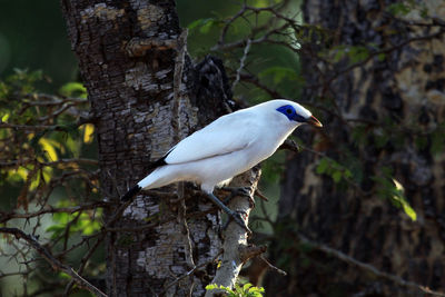 Bird perching on a tree