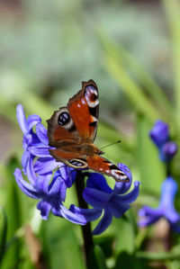 Close-up of butterfly pollinating on purple flower