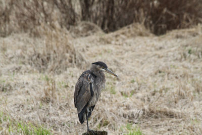 A heron standing on a post