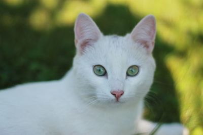 Close-up portrait of white cat