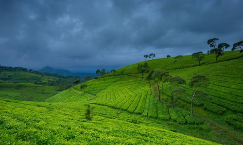 Scenic view of rice field against sky