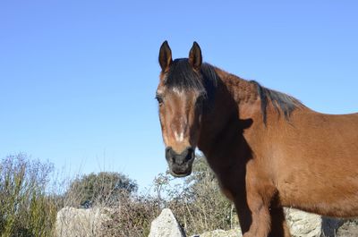 Horse standing against the sky