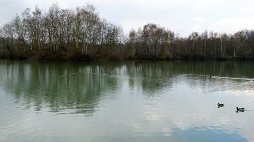 Reflection of trees in water