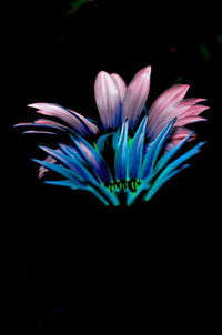 Close-up of pink flower against black background