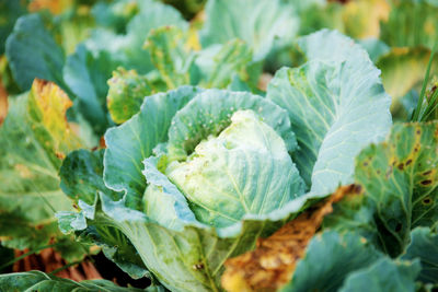 Close-up of fresh green leaf