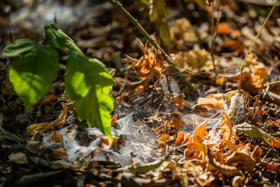 Close-up of dried leaves on field