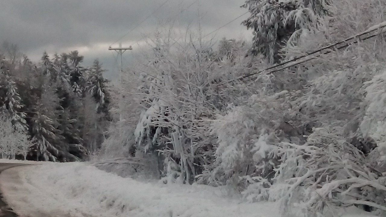 TREES ON SNOW COVERED LANDSCAPE