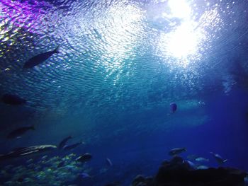 Low angle view of fish swimming in sea