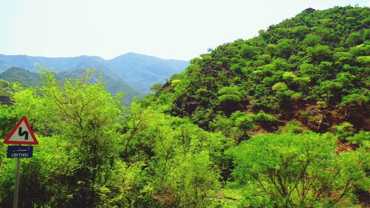 mountain, tree, green color, tranquil scene, lush foliage, scenics, tranquility, beauty in nature, clear sky, growth, nature, green, mountain range, landscape, non-urban scene, idyllic, sky, day, forest, plant