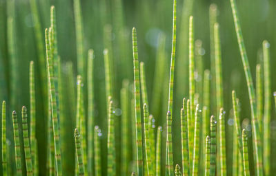 Full frame shot of bamboo plants