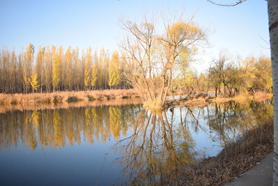 Reflection of trees on lake against sky