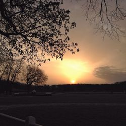 Silhouette of trees at sunset