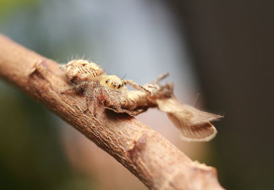 Close-up of spider on branch