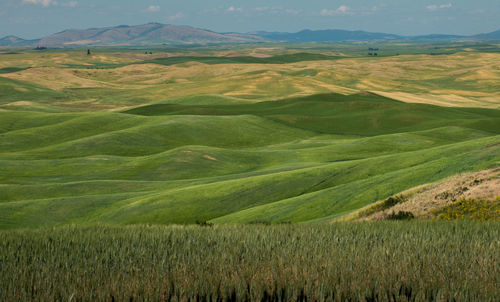 Scenic view of agricultural field