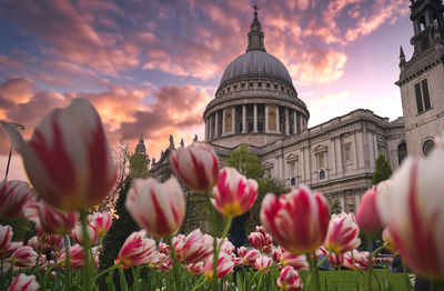 Tulips in front of building against cloudy sky