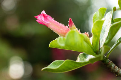 Close-up of pink rose plant