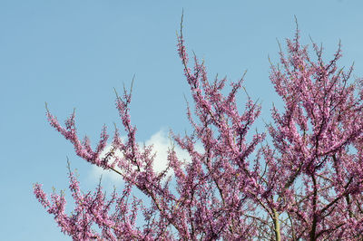 Low angle view of cherry blossoms against blue sky